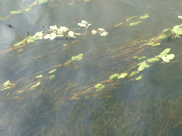 Bents Basin, Nepean River